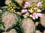 Lamium
