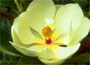 Magnolia grandiflora "Exmouth"
