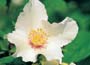 Philadelphus