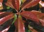 Photinia "Red Robin"