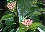 Viburnum tinus