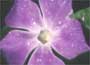 Vinca major