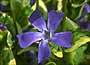 Vinca major "variegata"