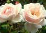 Rosa "New Dawn"