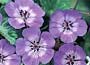 Buy hardy Geraniums