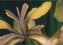 Iris foetidissima - stinking gladwyn