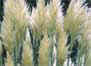 A right bobby dazzler of a grass, Pampas grass, Cortaderia selloana