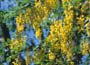 Laburnum vossii