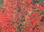 Liquidambar - sweet gum