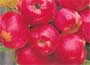 Malus x robusta "Red Sentinel"