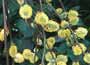 Salix caprea pendula - "Kilmarnock willow"