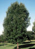 White Ash