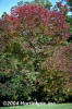 Autumn Purple Ash