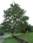 Black Walnut