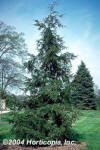 Canadian Hemlock