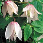 Clenmatis alpina Pink Flamingo, group 1
