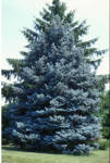 Colorado Blue Spruce
