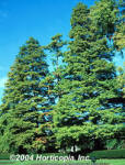 Dawn Redwood