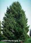 Douglas Fir