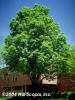 Green Ash