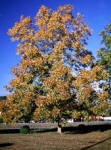 Hardy Pecan