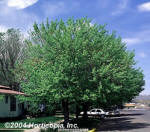 Silver Maple