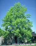Tulip Poplar