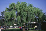 Weeping Willow
