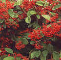 Cotoneaster Lacteus (15)