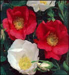 Rosa rugosa