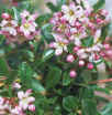Escallonia apple blossom