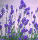 lavender's blue dilly dilly, lavender's green.......
