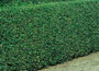 privet hedge