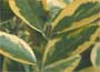 variegated privet