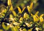 Lonicera nitida, Bagessens Gold