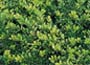 Lonicera nitida