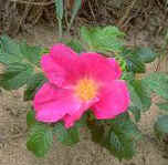 Rosa rugosa, hedgehog rose
