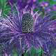 Eryngium alpinum - Sea Holly plants
