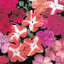 busy lizzie plug plants
