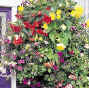 hanging basket plug plants
