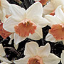 Narcissus (Large-Cupped Daffodils)