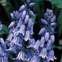 Scilla