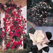 Rose Collection, Climbing Trio