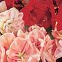 Pink Amaryllis Gift