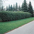 Buy canadian hemlock hedging plants