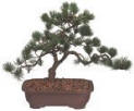 Brussel's Japanese Five Needle Pine Outdoor Bonsai Tree