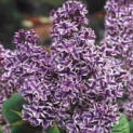 Sensation Lilac