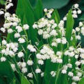 Lily-of-the-Valley