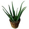 Aloe Vera - Potted Plant in Terra Cotta Planter