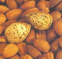 All in One Almond Tree Five Gallon